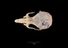 Gerbillus campestris