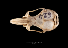 Gerbillus campestris