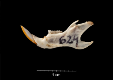 Gerbillus campestris