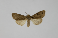 Acronicta tridens