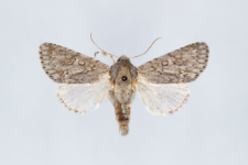 Acronicta aceris