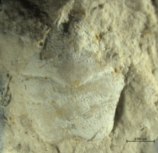 Goniodromites kubai