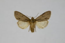 Acronicta tridens