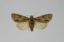 Acronicta tridens