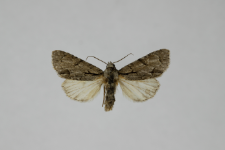 Acronicta psi var.obscura