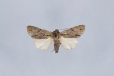 Acronicta psi var.obscura