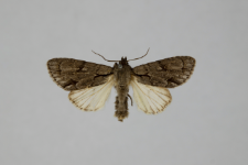 Acronicta psi var.obscura