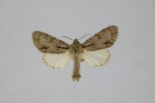 Acronicta psi var.obscura