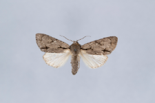 Acronicta psi var.obscura