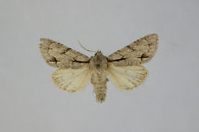 Acronicta psi var.obscura