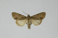 Acronicta psi var.obscura