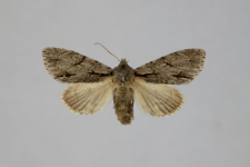 Acronicta psi var.obscura