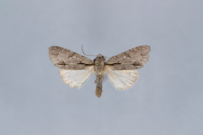 Acronicta psi var.obscura