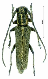 Phytoecia nigricornis (Fabricius, 1782)