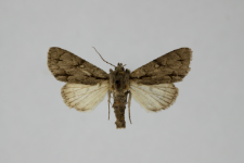 Acronicta psi var.obscura