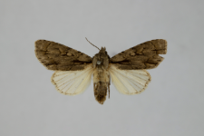 Acronicta psi var.obscura