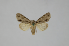 Acronicta psi var.obscura
