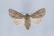 Acronicta aceris