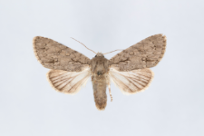 Acronicta aceris