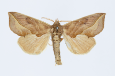 Calyptra thalictri