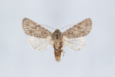 Acronicta aceris