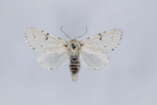 Acronicta leporina