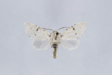 Acronicta leporina