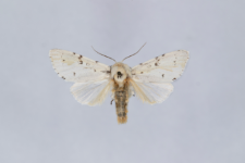 Acronicta leporina