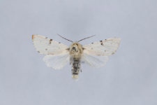 Acronicta leporina