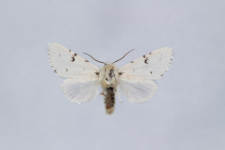 Acronicta leporina