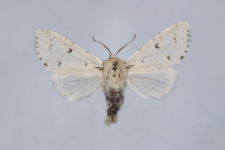 Acronicta leporina