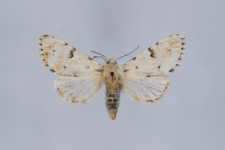 Acronicta leporina