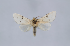 Acronicta leporina