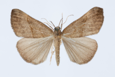 Hypena proboscidalis