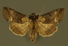 Abrostola asclepiadis (Denis & Schiffermüller, 1775)