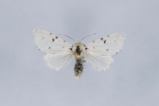 Acronicta leporina