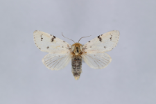 Acronicta leporina