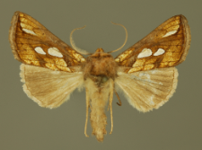 Plusia festucae (Linnaeus, 1758)