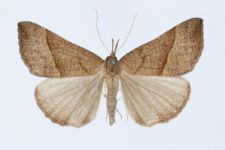 Hypena proboscidalis