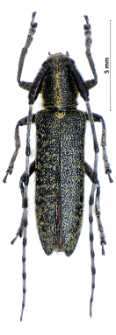 Agapanthia villosoviridescens (Ch. De Geer, 1775)