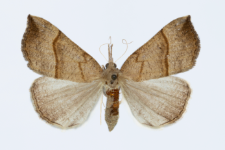 Hypena proboscidalis