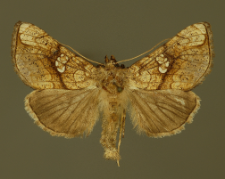 Polychrysia moneta (Fabricius, 1787)