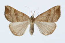 Hypena proboscidalis