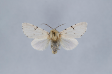 Acronicta leporina