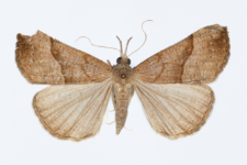 Hypena proboscidalis