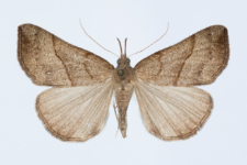 Hypena proboscidalis