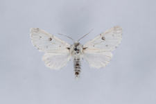 Acronicta leporina