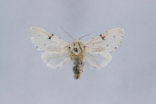 Acronicta leporina