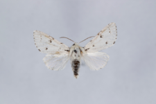 Acronicta leporina