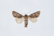 Acronicta auricoma